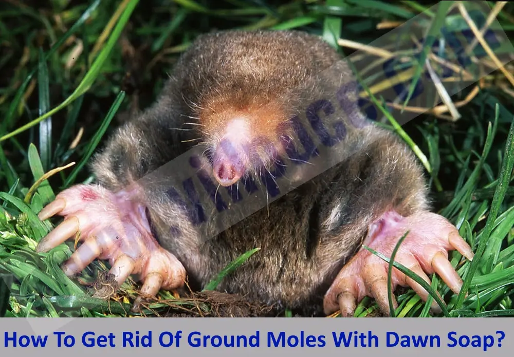 Get Rid Of Ground Moles