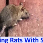 Killing Rats With Salt