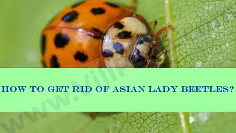 How to Get Rid of Asian Lady Beetles?