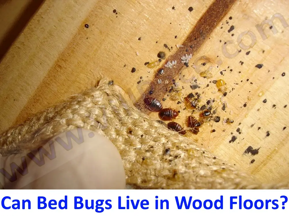 Can Bed Bugs Live in Wood Floors?