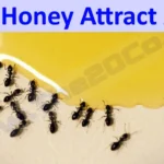 Does Honey Attract Ants
