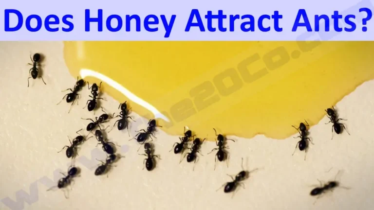 Does Honey Attract Ants?