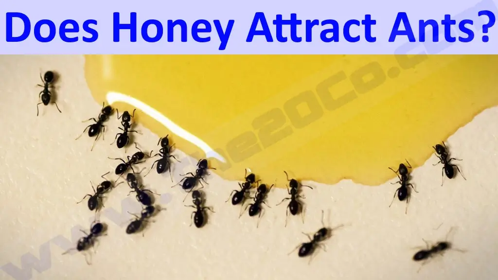 Does Honey Attract Ants