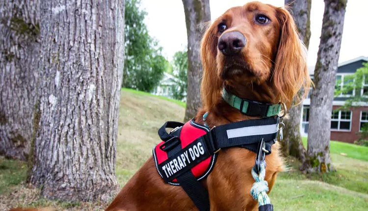 What are the benefits of having a service dog?