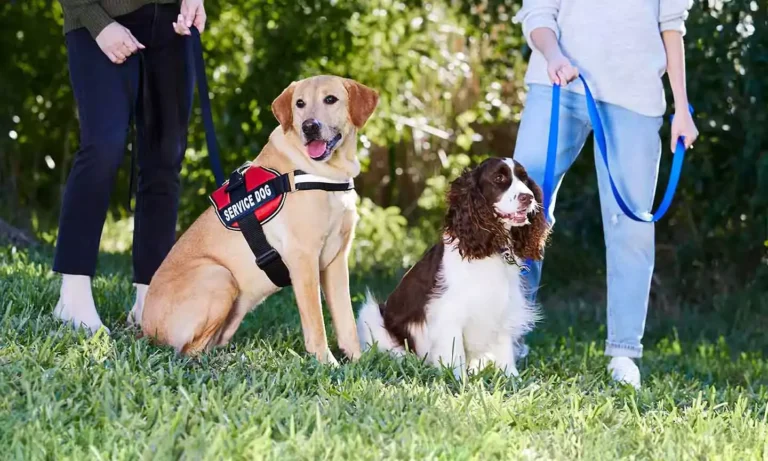 What are the benefits of having a service dog?