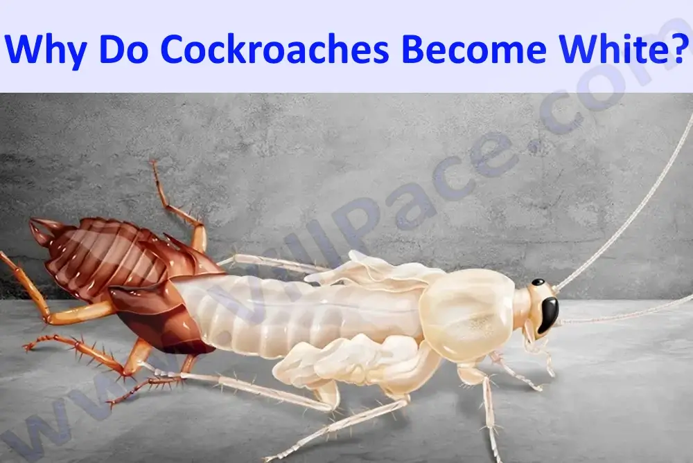White Roach