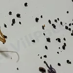 What does cockroach poop look like?
