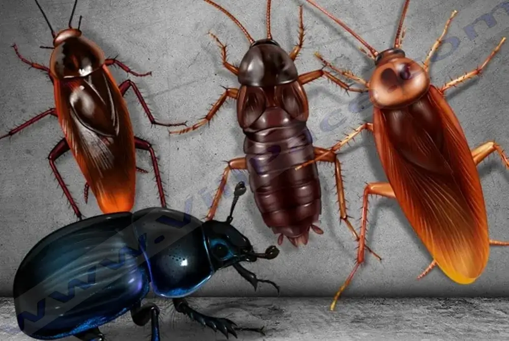 Bugs that Look Like Cockroaches