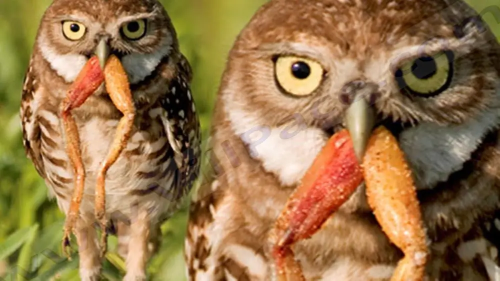 Do Owls Eat Frogs?
