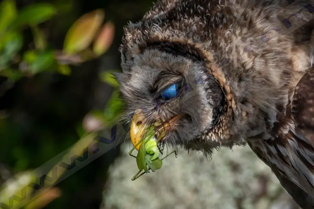 Do Owls Eat Grasshoppers?