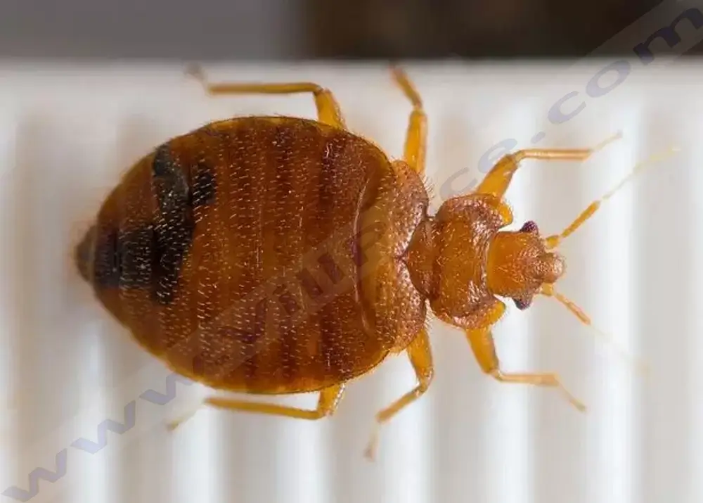 How Fast Do Bed Bugs Move?