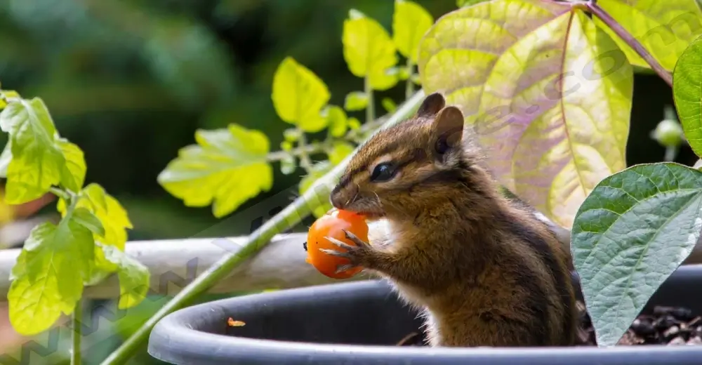 How To Keep Chipmunks Out Of The Garden?