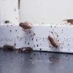 How to Get Rid of Roaches Fast?