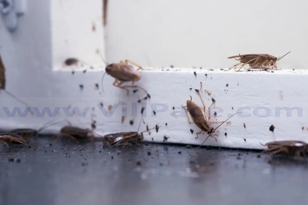 How to Get Rid of Roaches Fast?