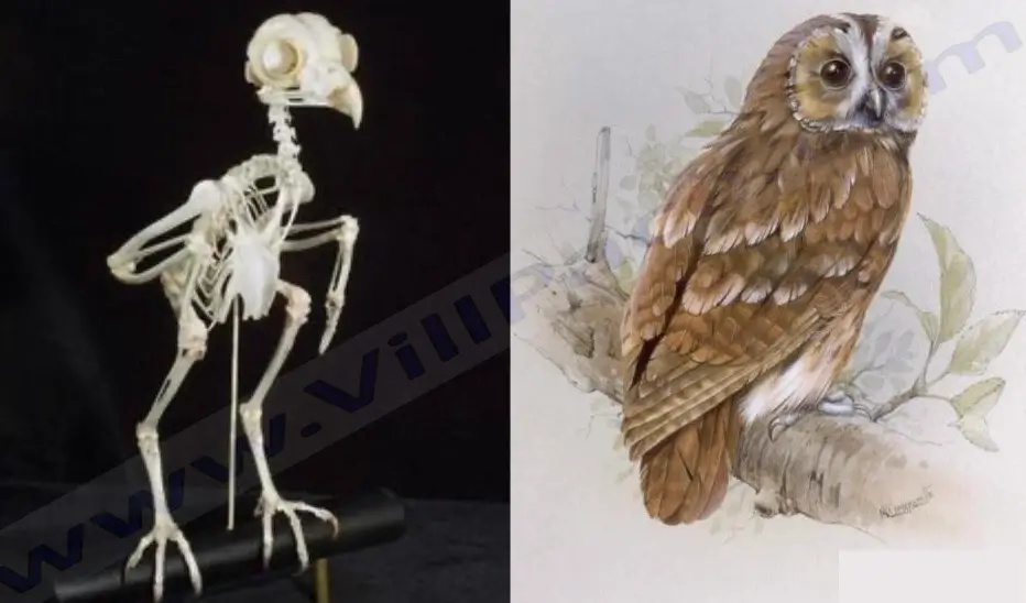 Owl Skeleton