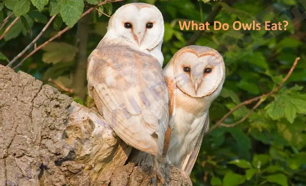 What Do Owls Eat?