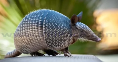 What Does Armadillo Poop Look Like?: Comprehinsave Guide