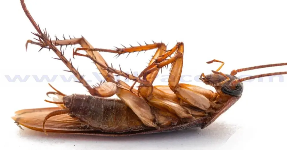 What Kills Cockroaches Instantly?