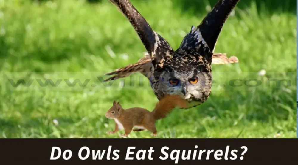 Do Owls Eat Squirrels? Predatory Habits of These Enigmatic Birds