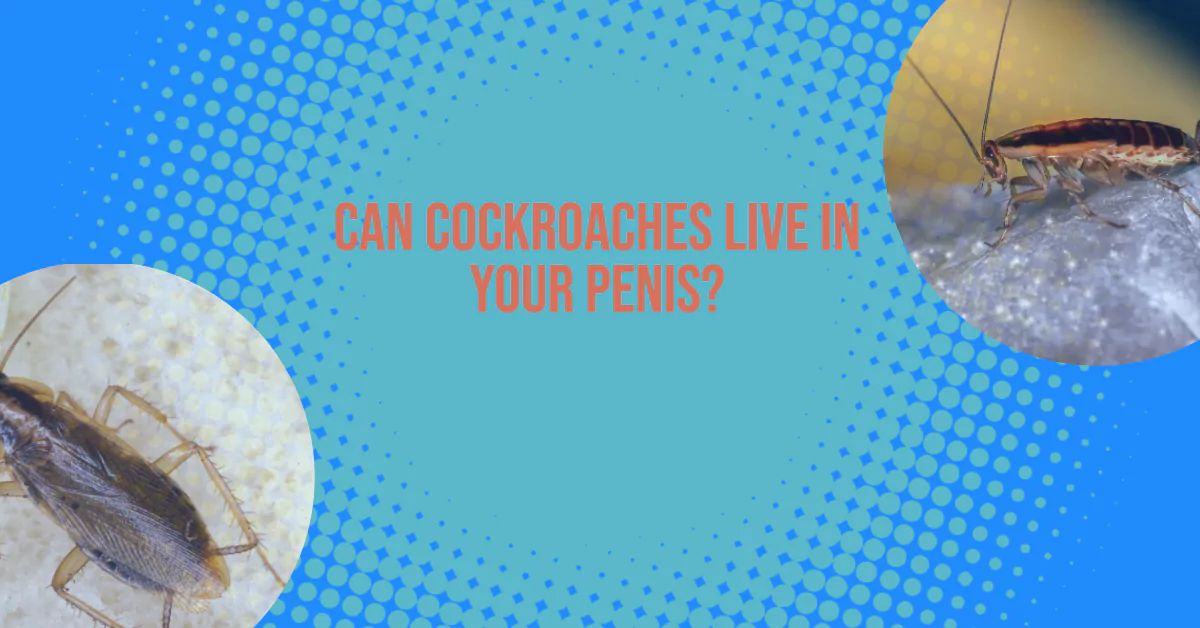 Can Cockroaches Live in Your Penis?