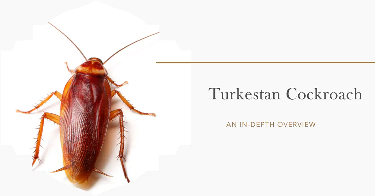 Turkestan Cockroach: An In-Depth Overview