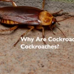 Why Are Cockroaches Called Cockroaches