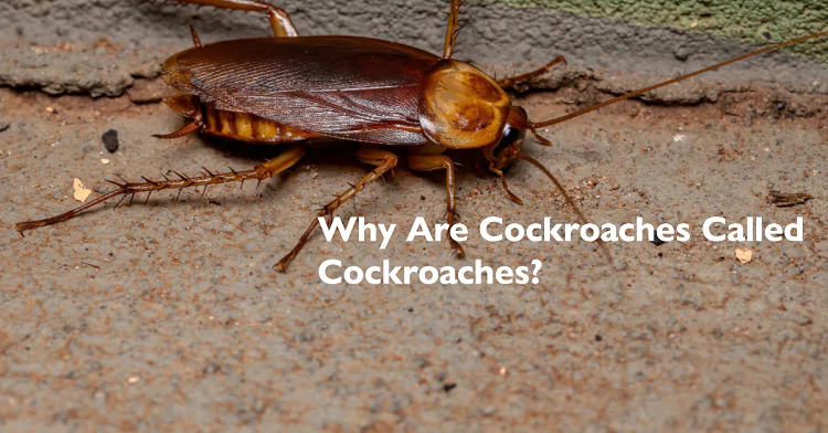 Why Are Cockroaches Called Cockroaches