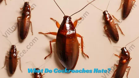 What Do Cockroaches Hate? Understanding Roach Aversions
