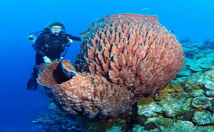 The Unspoken Mysteries of Sea Sponges: Secrets of the Deep Revealed