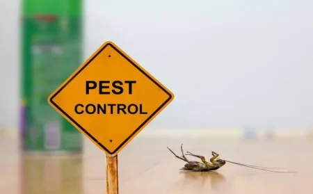 The Dangers of Delaying Emergency Pest Control Services