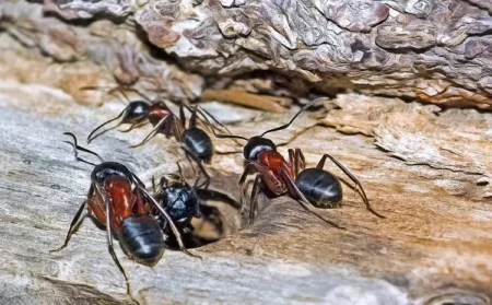 7 Common Signs of Carpenter Ant Damage to Look for in Your Home