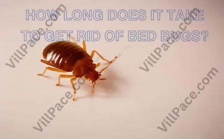 How Long Does It Take To Get Rid Of Bed Bugs?