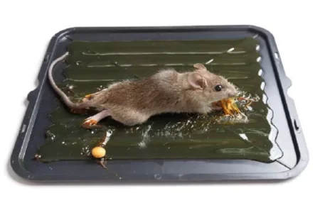 Keep Your Home Clean: How To Deal With Rodents