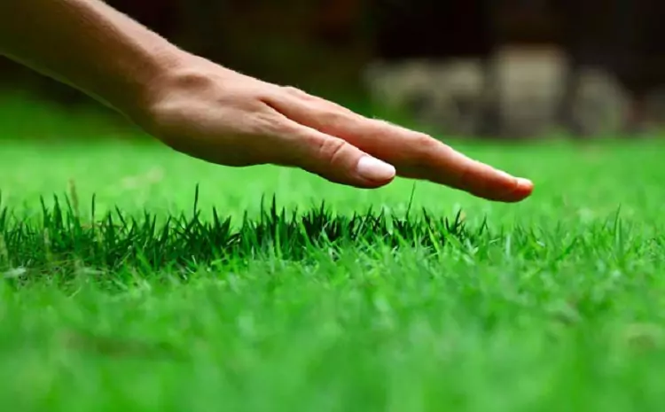 The Benefits of Aeration and Overseeding for a Lush, Healthy Lawn