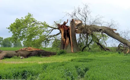 6 Reasons You Should Call for Emergency Tree Removal Right Away