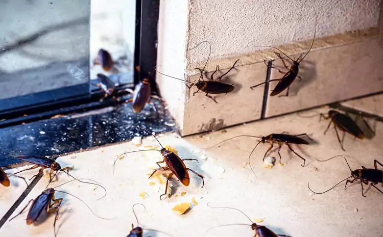 The Do’s and Don’ts of Handling a Pest Control Emergency