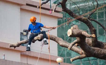 Expert Tips for Choosing the Right Professional Tree Service for Your Needs