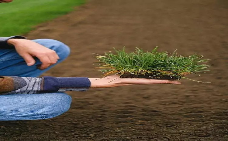 The Cost-Effective Benefits of Hiring Sod Installers for Your Lawn