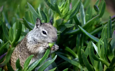 The Dangers of DIY Squirrel Removal: Why It’s Best to Leave It to the Pros