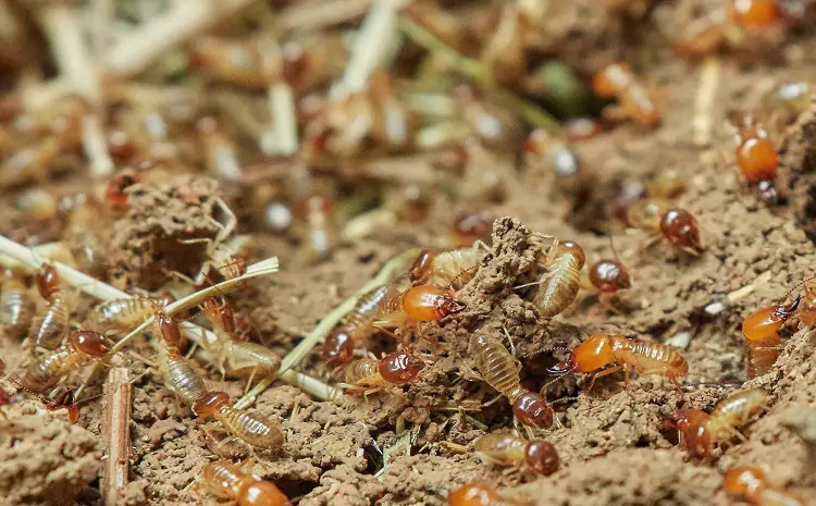 How to Identify and Prevent Termite Bugs Infestation in Your Home