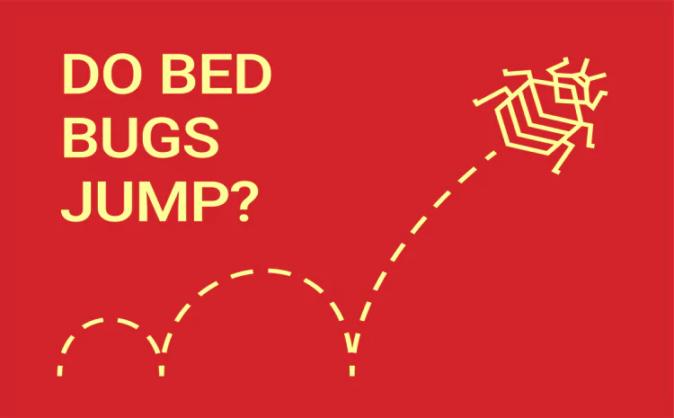 Do Bed Bugs Jump