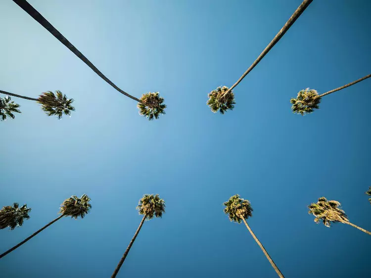 The key role of accent trees in Florida landscape design